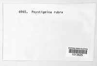 Polystigma rubrum ssp. rubrum image